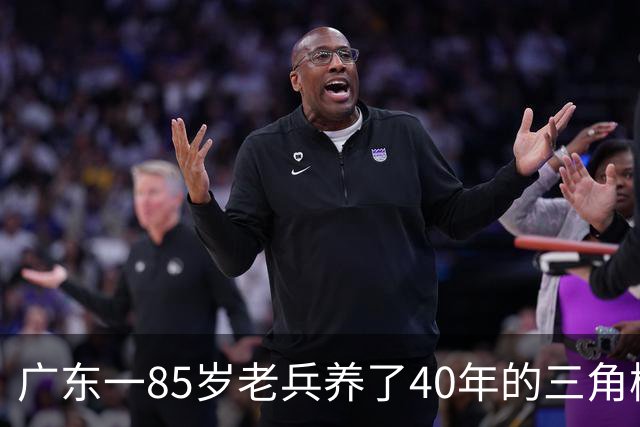广东一85岁老兵养了40年的三角梅“火了”，开成“浪漫花屋”，网友：看哭了