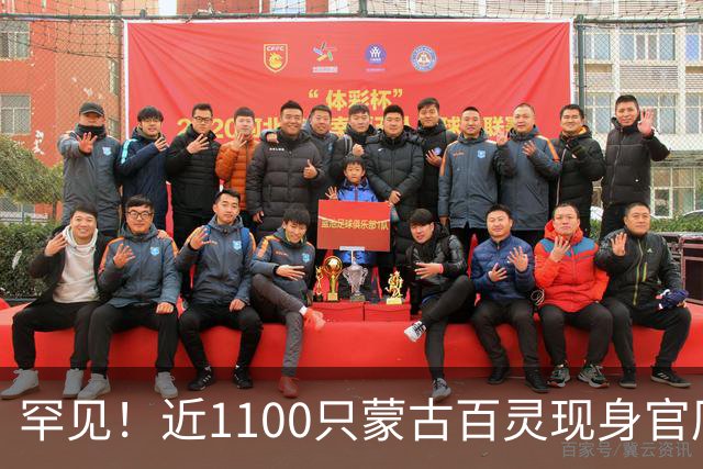 罕见！近1100只蒙古百灵现身官厅水库